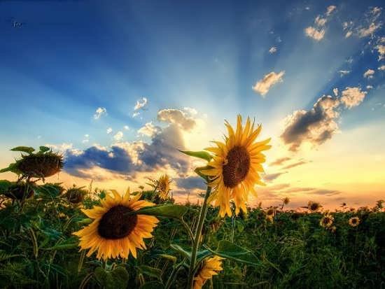  87 عکس پروفایل طلوع