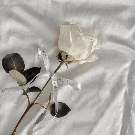 عکس رز سفید