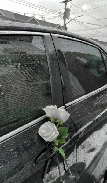  عکس رز سفید