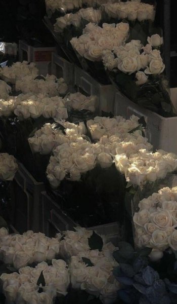  عکس رز سفید