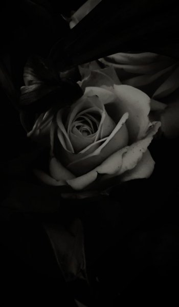  عکس رز سفید