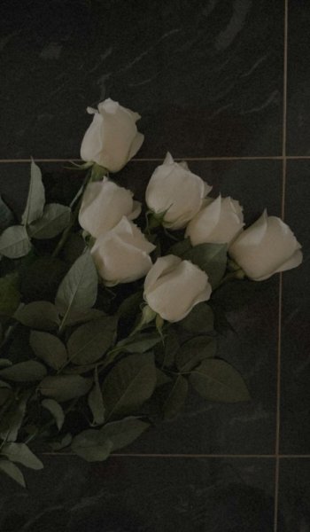  عکس رز سفید