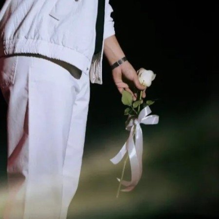  عکس رز سفید