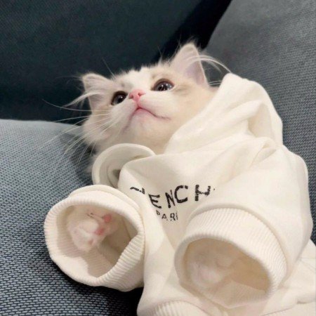  عکس رز سفید