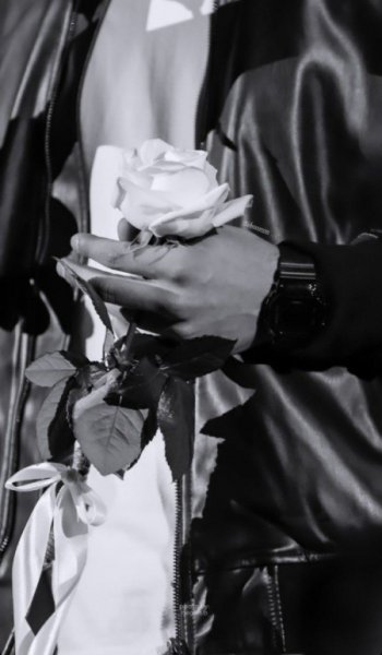  عکس رز سفید