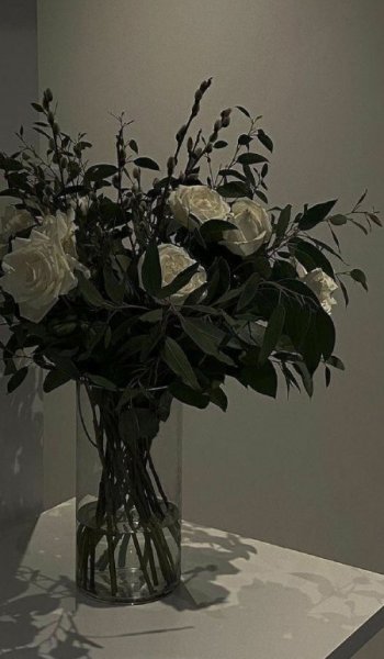  عکس رز سفید