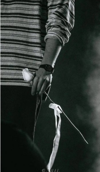  عکس رز سفید