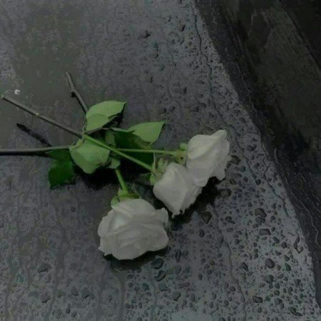  عکس رز سفید