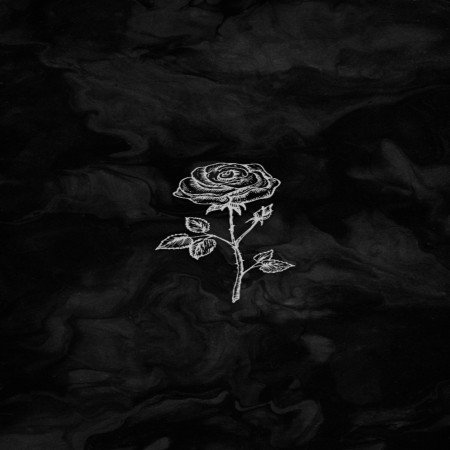  عکس رز سفید