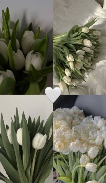  عکس رز سفید