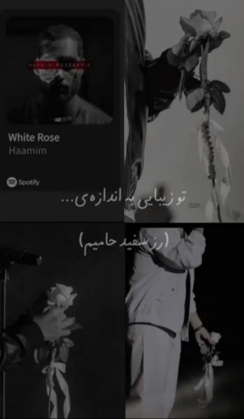  عکس رز سفید