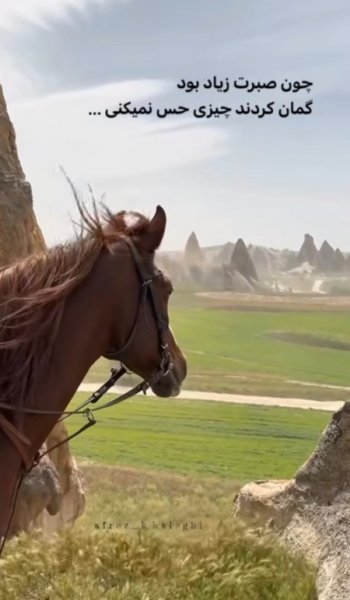  عکس اسب