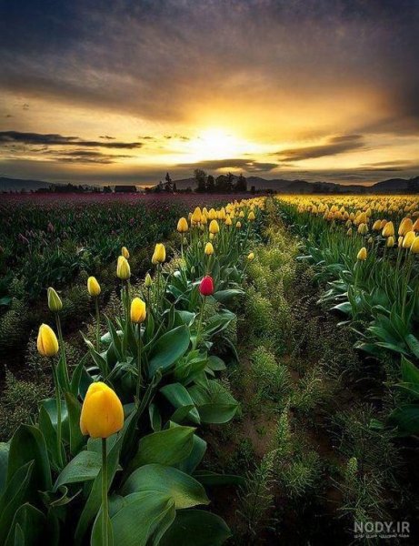  عکس طلوع صبح تهران