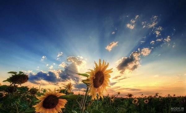  عکس طلوع صبح تهران