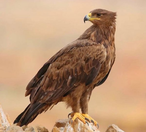  عکس کوه دماوند واقعی