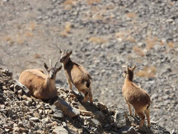 عکس کوه دماوند در حال فوران