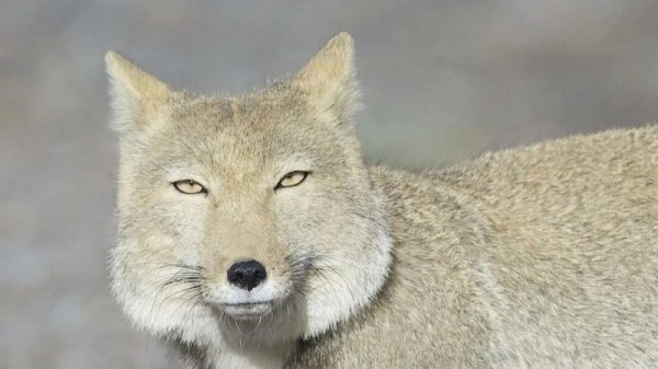  عکس حیوانات کوه اورست