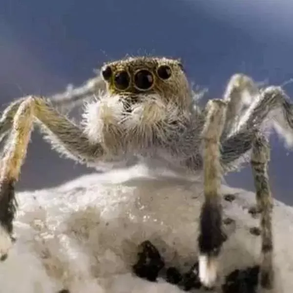  عکس حیوانات کوه اورست