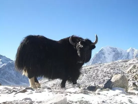  عکس حیوانات کوه اورست