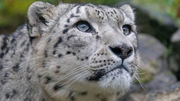  عکس حیوانات کوه اورست