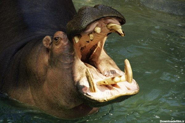  عکس چشم واقعی دختر ابی