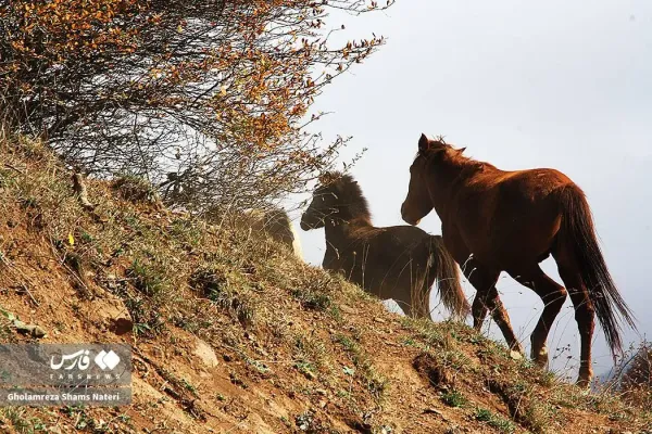  عکس کوه پاییزی