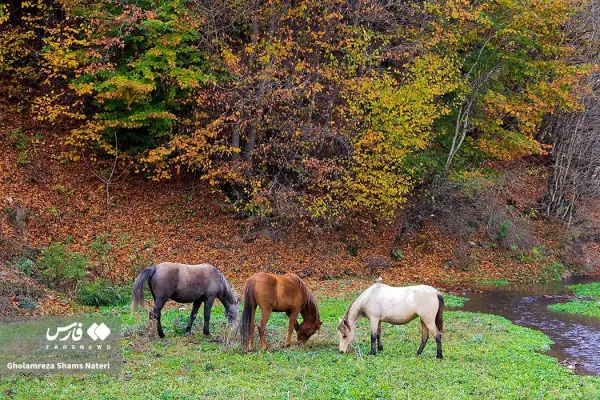  عکس کوه پاییزی