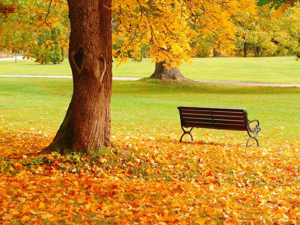  عکس صندلی در پاییز