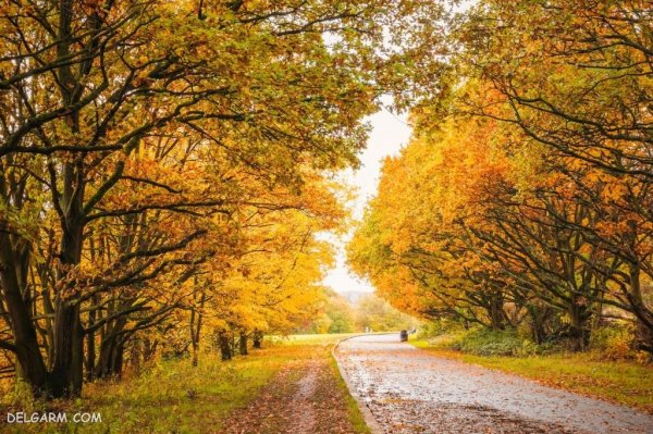  عکس طبیعی از پاییز