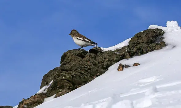  عکس کوه توچال