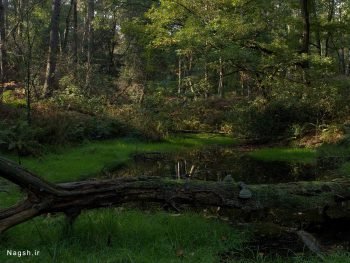  عکس کوه جنگلی