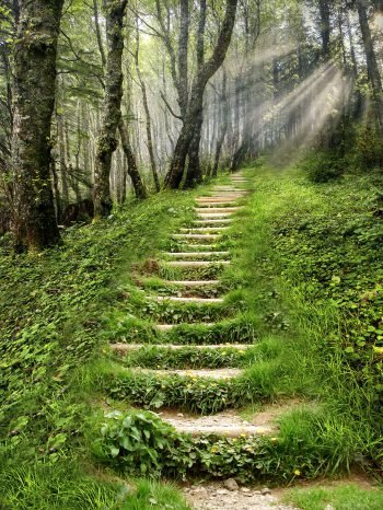  عکس کوه جنگلی