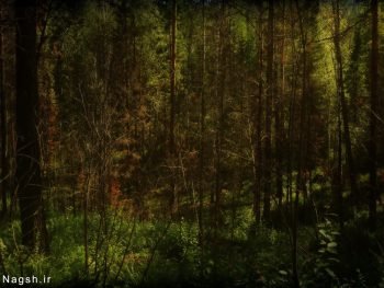  عکس کوه جنگلی