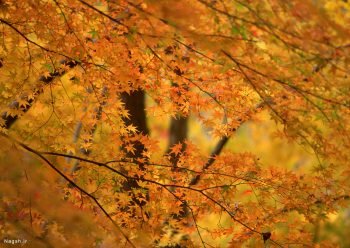  عکس کوه جنگلی