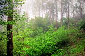  عکس کوه جنگلی