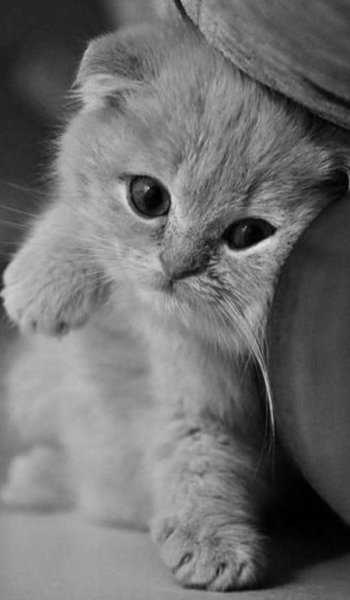  عکس زمینه سیاه