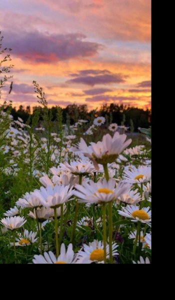  عکس گل بابونه