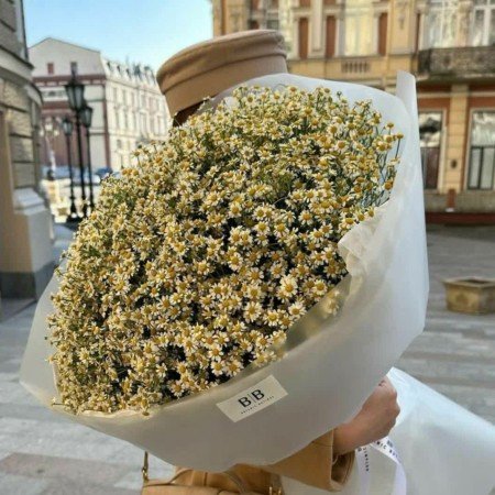  عکس گل بابونه