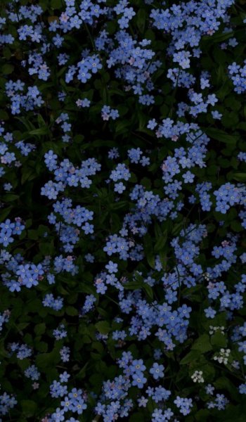  عکس گل بابونه