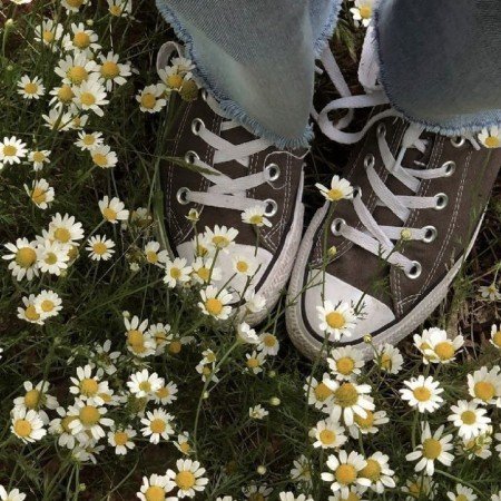  عکس گل بابونه