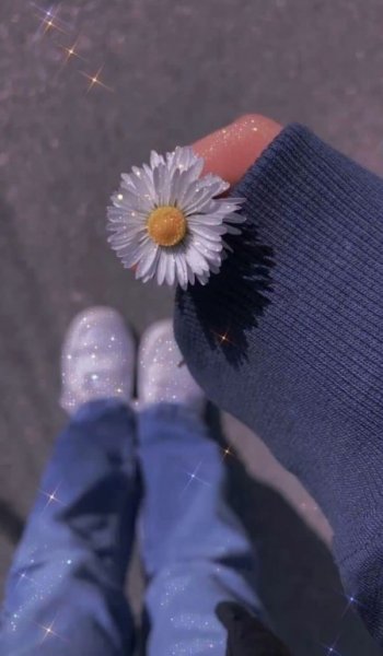  عکس گل بابونه