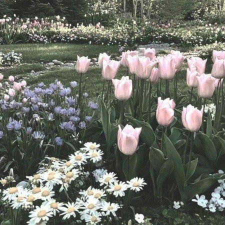  عکس گل بابونه