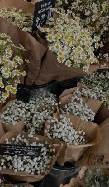  عکس گل بابونه