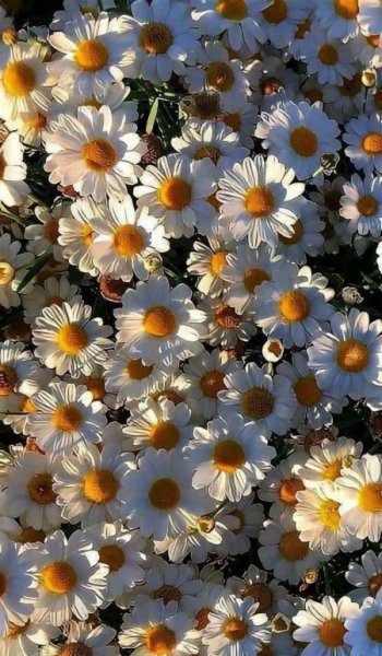  عکس گل بابونه