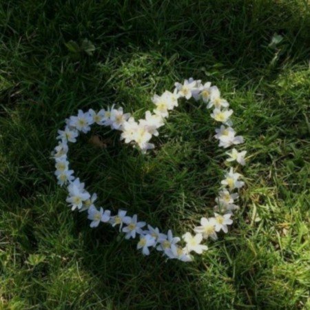  عکس گل بابونه