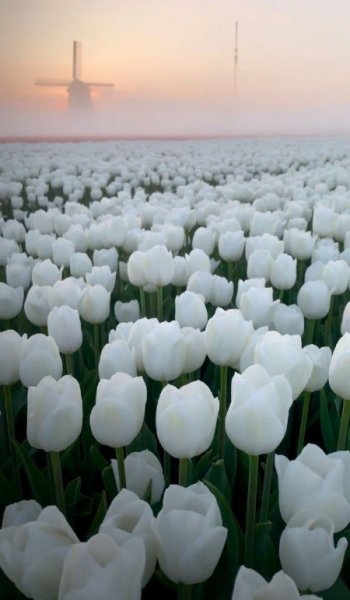  عکس گل بابونه