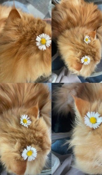  عکس گل بابونه