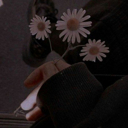  عکس گل بابونه