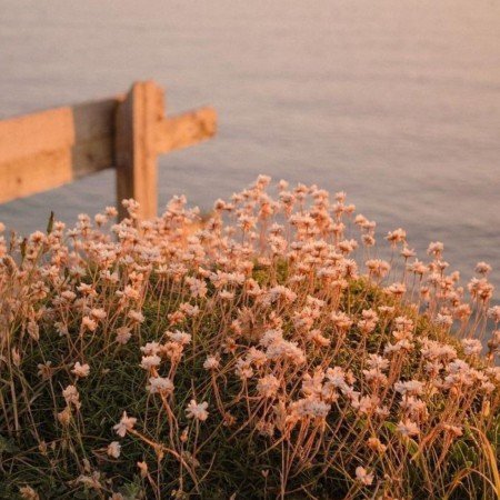  عکس گل بابونه