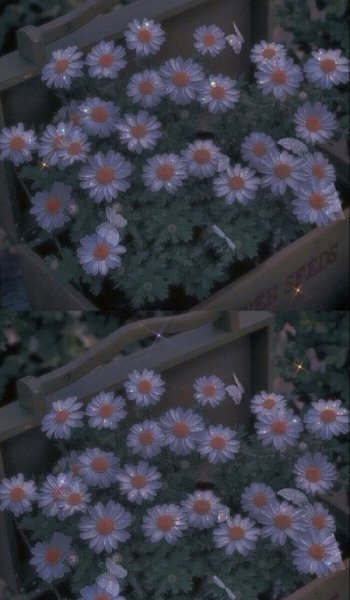  عکس گل بابونه